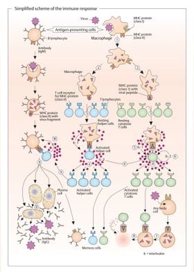 scheme of immune response