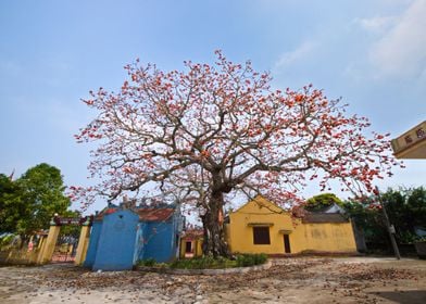 Blooming Bombax ceiba