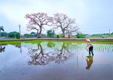 Planting rice