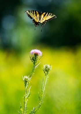 Butterfly and Flower 