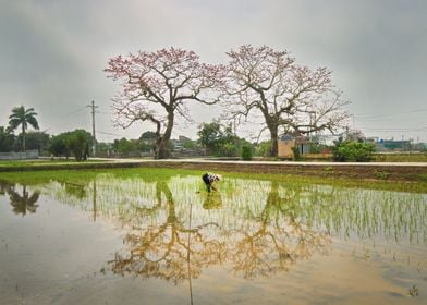 Reflection of Bombax ceiba