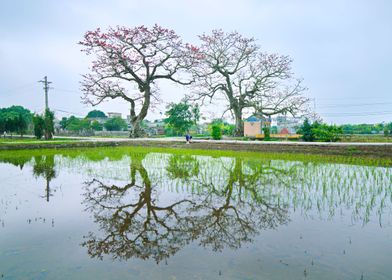 Planting rice in Spring