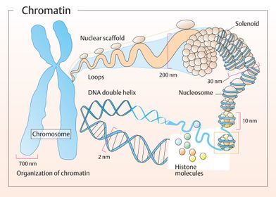 Organization of chromatin