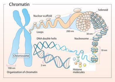 Organization of chromatin