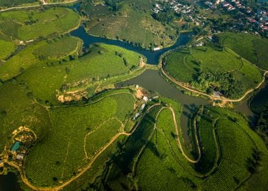 Above tea plantations