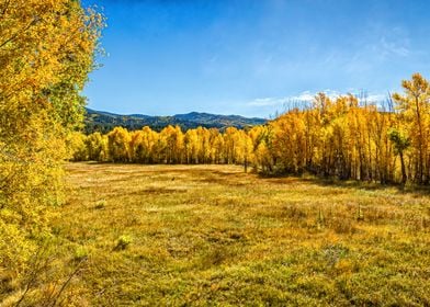 Aspen Trees Late September