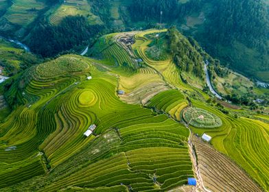 Ripen rice hills