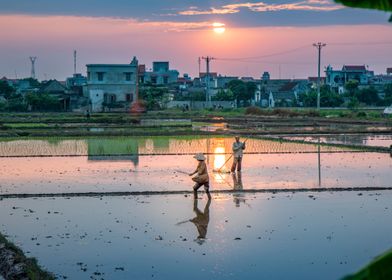 Sowing seeds at sunset