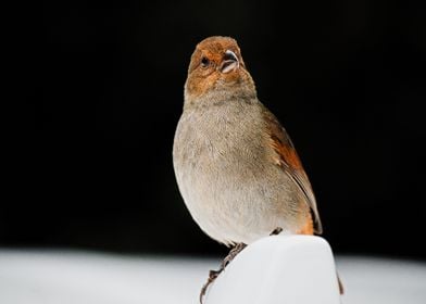 Lesser Antillean Bullfinch