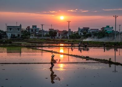 Sowing seeds at sunset