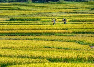 Farmers carrying home 