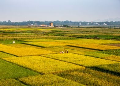 Beautiful ripen rice field