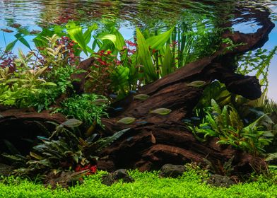 Nature Aquascape Aquarium