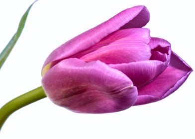 single pink purple tulip