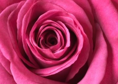 pink rose macro