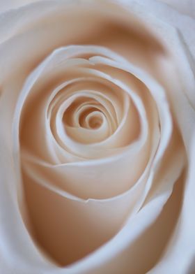 white rose macro 