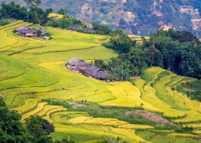 Nice ripen rice terraces