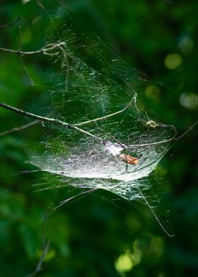 Spider Web in Morning Sun