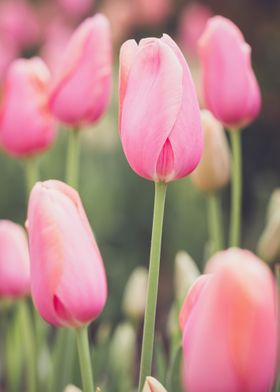 pink tulips