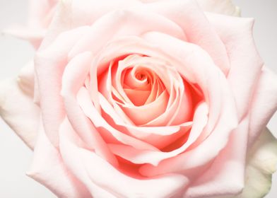 pink white rose