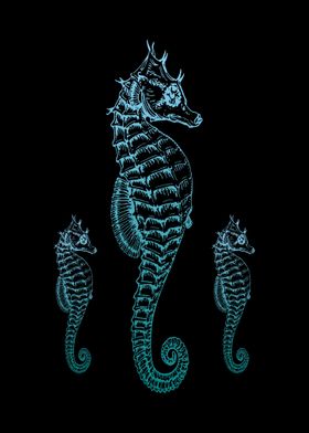 Seahorses