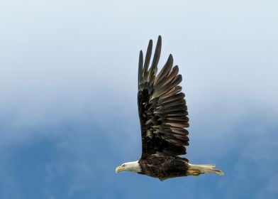 BALD EAGLE ALASKA