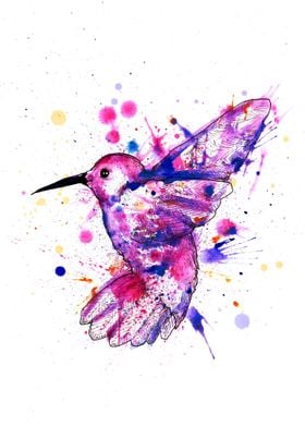 Rainbow Hummingbird