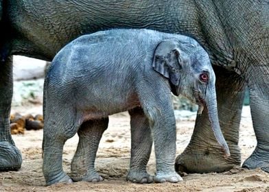 Baby Elephant