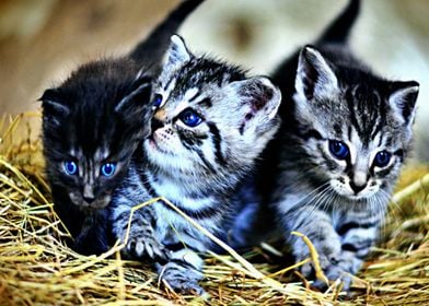 Three Kittens