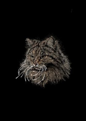 Siberian Cat