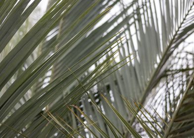 palm leaves