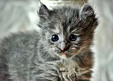 Gorgeous grey cat