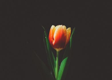 single orange tulip