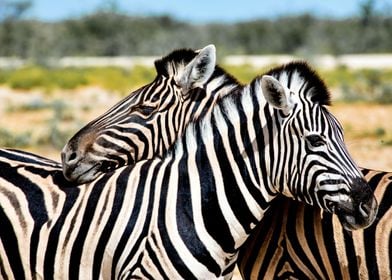 Two Loving Zebras