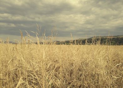 End of summer oat field