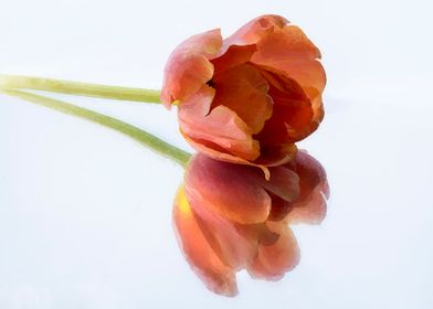 single tulip flower