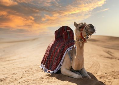 camel lie