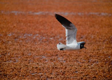 Speedy Laughing gull