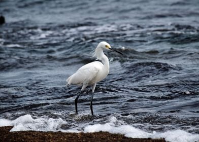 snowy egret at the beach