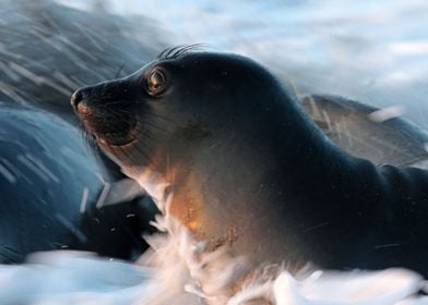 The face of a Seal