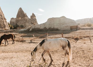 horse in desert