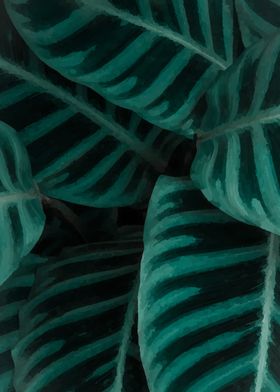 plant leaf monstera