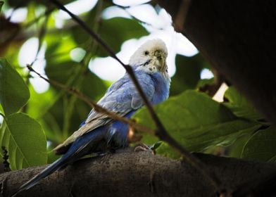 The  cute sleepy parrot