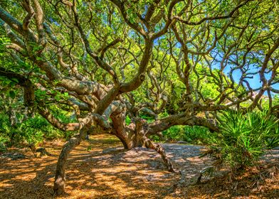 Cumberland Island