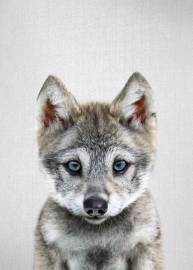Baby Wolf Colorful