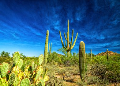 Saguaro National Park