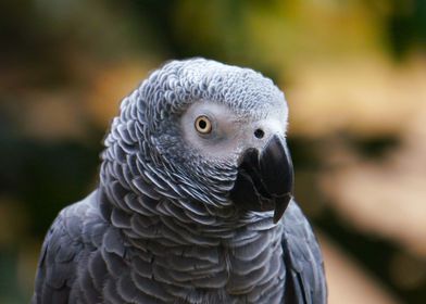 parrot light gray eye