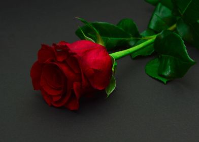 red single rose