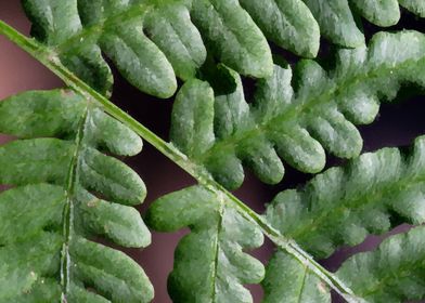 green fern plant