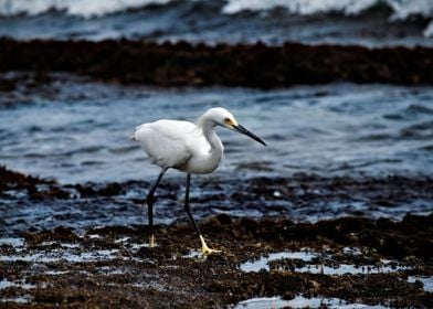 Snowy egret on the beach